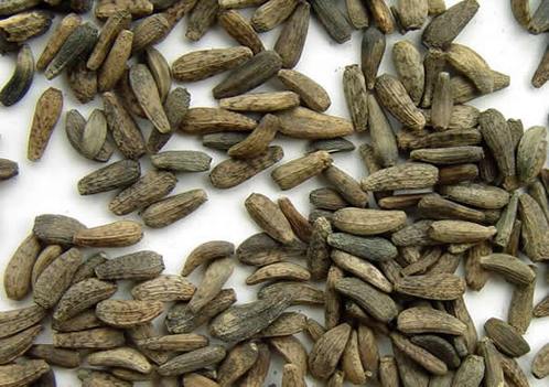 牛蒡子提取物植物提取物